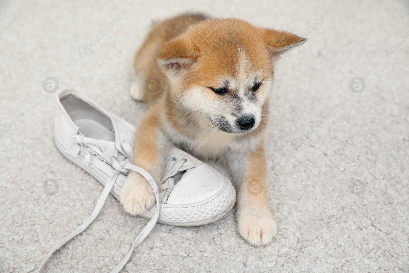 Photo of Cute akita inu puppy playing with shoe on carpet