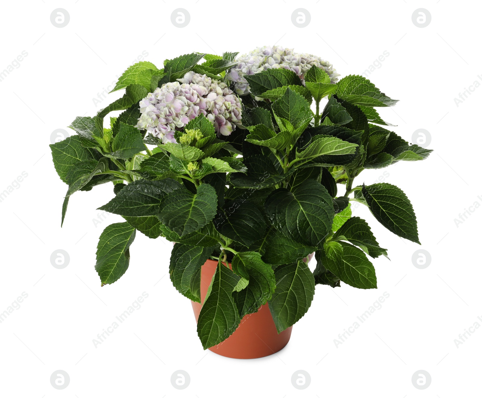 Photo of Beautiful hortensia flower in pot isolated on white
