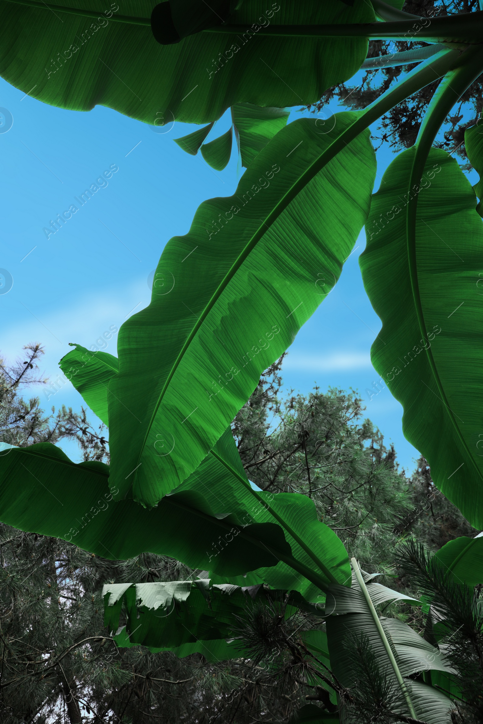 Photo of Banana plants with beautiful green leaves outdoors, low angle view. Tropical vegetation