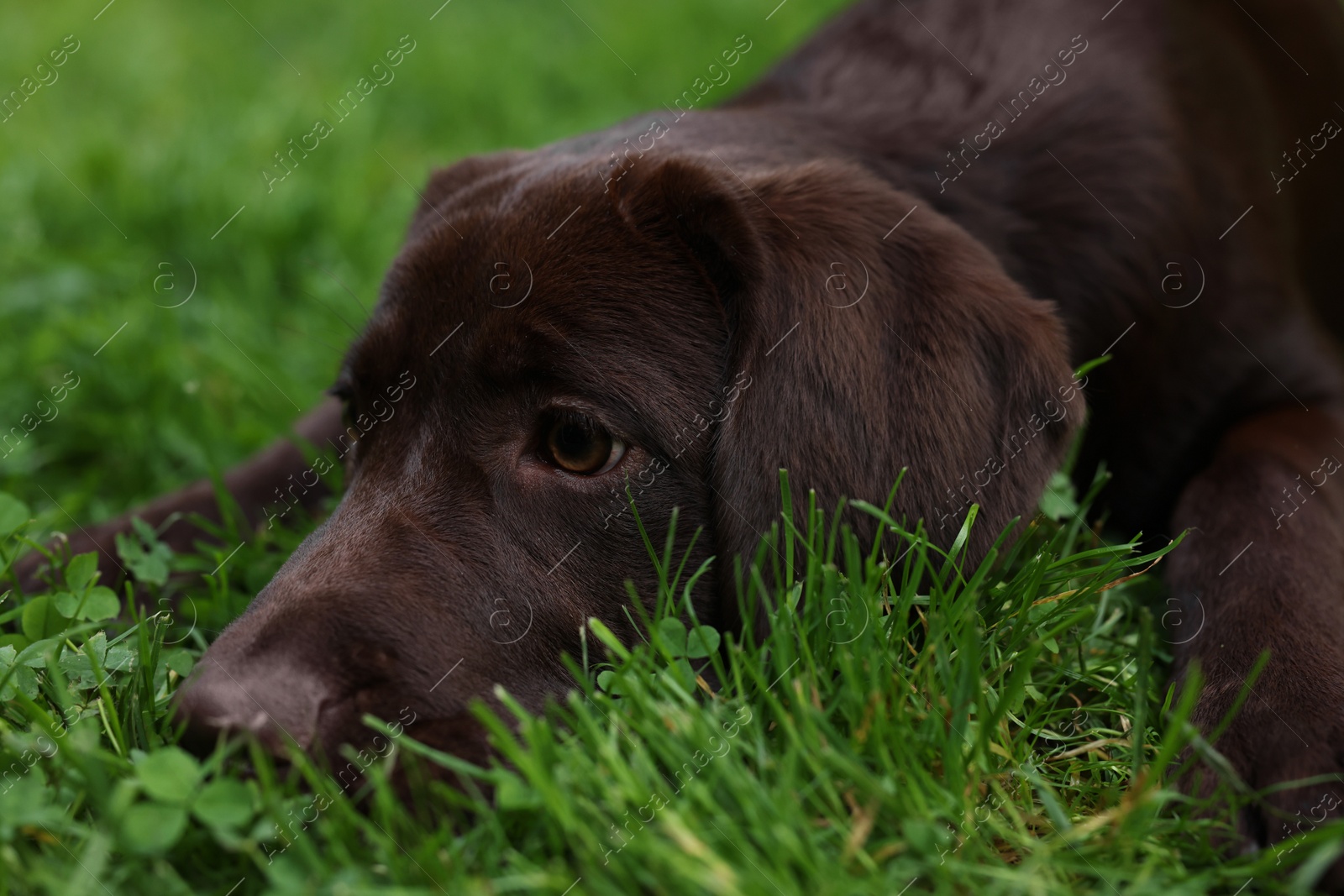Photo of Adorable Labrador Retriever dog lying on green grass in park, closeup
