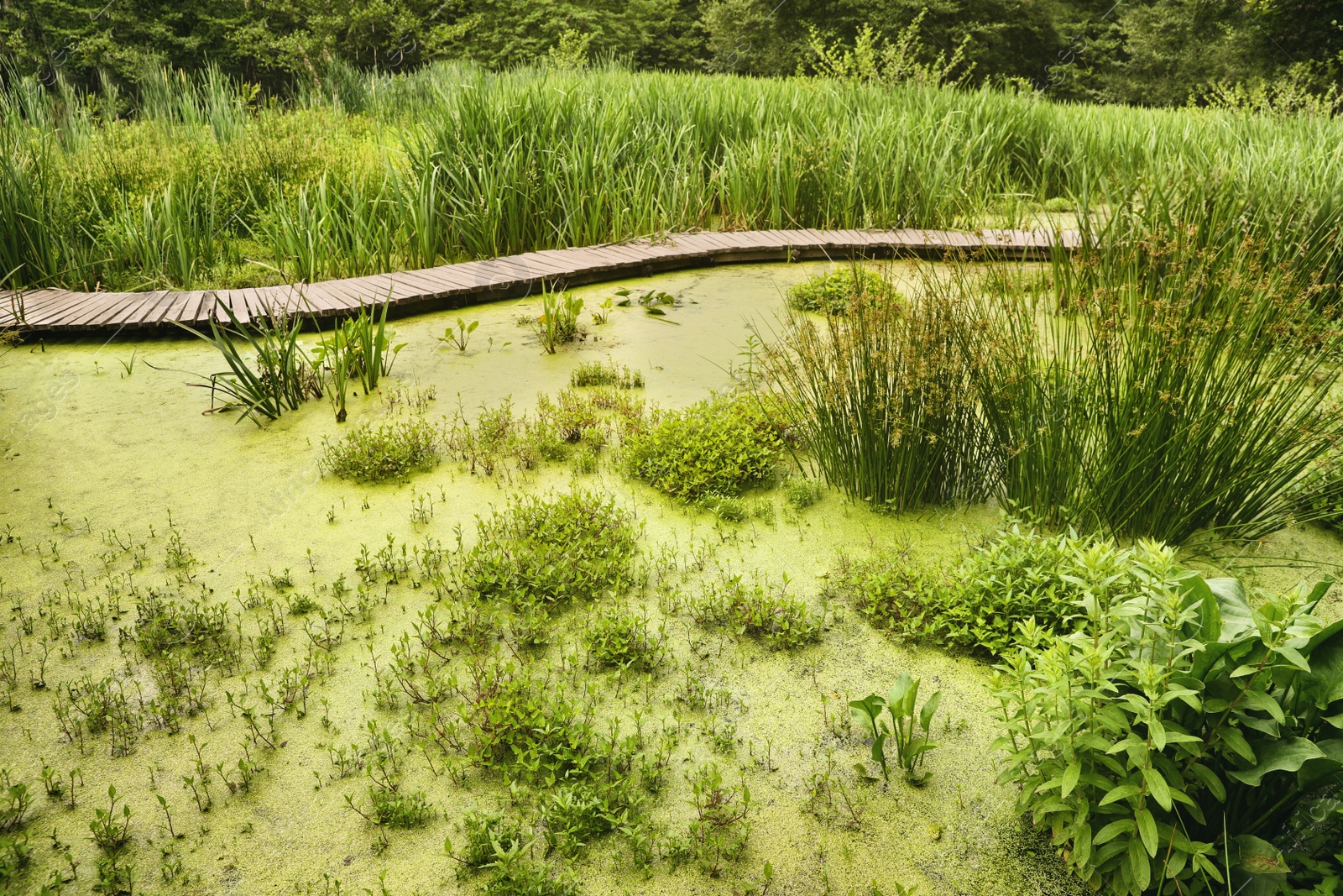 Photo of Beautiful view green swamp with different wild plants