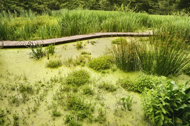 Beautiful view green swamp with different wild plants