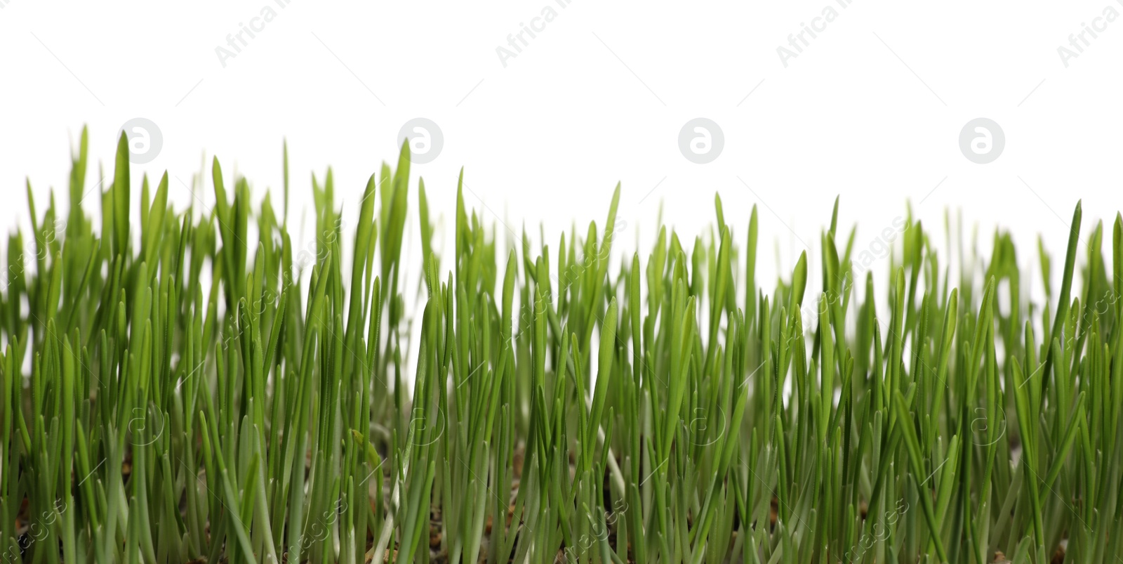 Photo of Beautiful lush green grass on white background