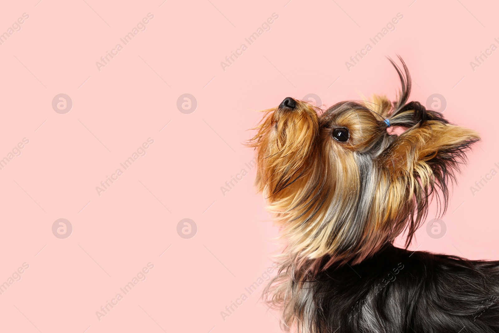 Photo of Adorable Yorkshire terrier on pink background, space for text. Cute dog