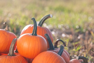 Photo of Many ripe orange pumpkins in field, space for text
