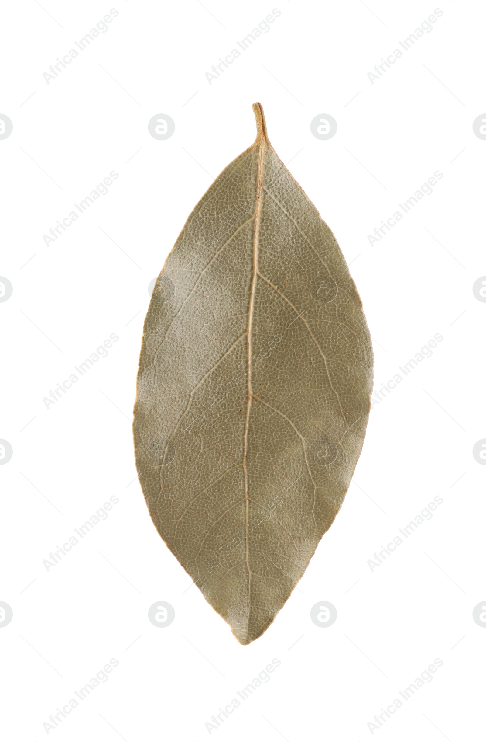 Photo of One aromatic bay leaf isolated on white