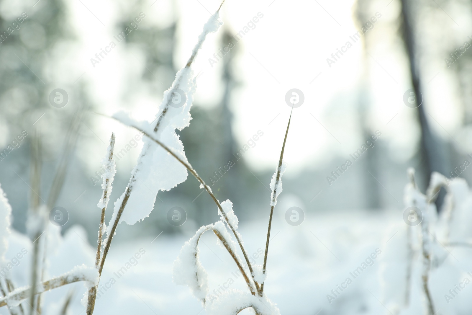 Photo of Grass covered with snow outdoors on winter day, closeup