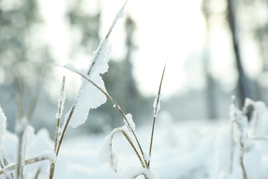 Photo of Grass covered with snow outdoors on winter day, closeup