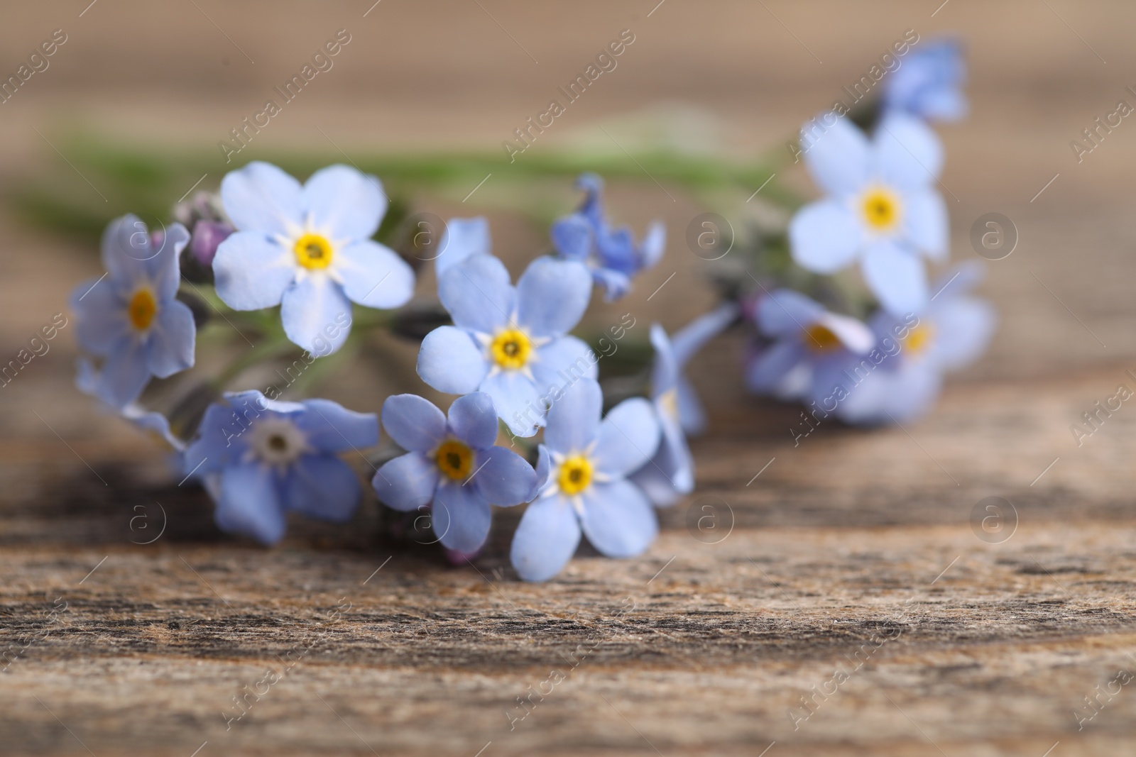 Photo of Beautiful forget-me-not flowers on wooden background, closeup