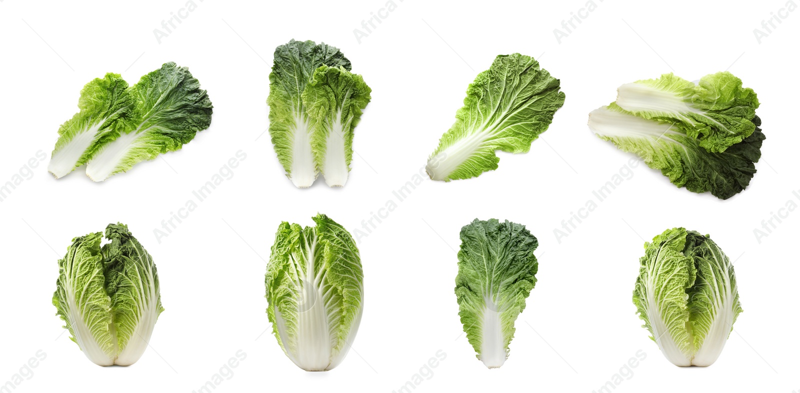 Image of Collage with fresh Chinese cabbages and leaves on white background