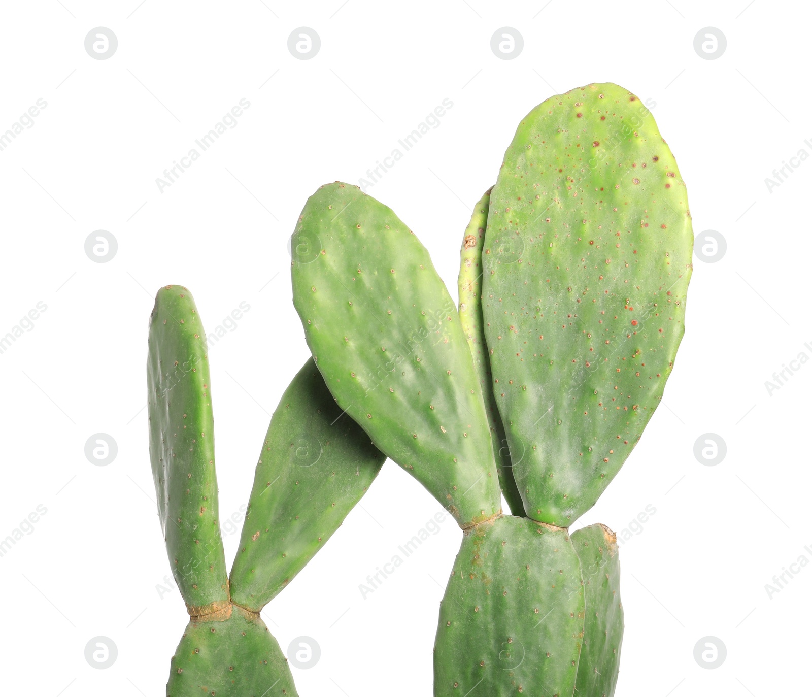 Photo of Beautiful cactus on white background. Tropical plant