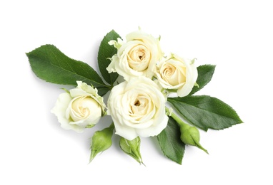 Beautiful blooming rose flowers on white background, top view