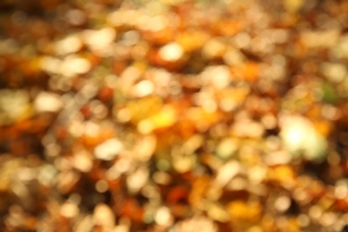 Autumn leaves on ground in park, blurred view