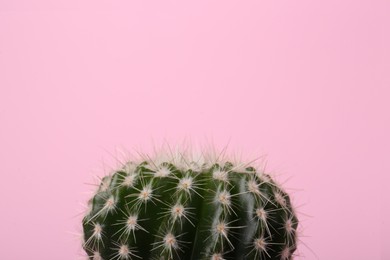 Beautiful green cactus on pink background, closeup with space for text. Tropical plant