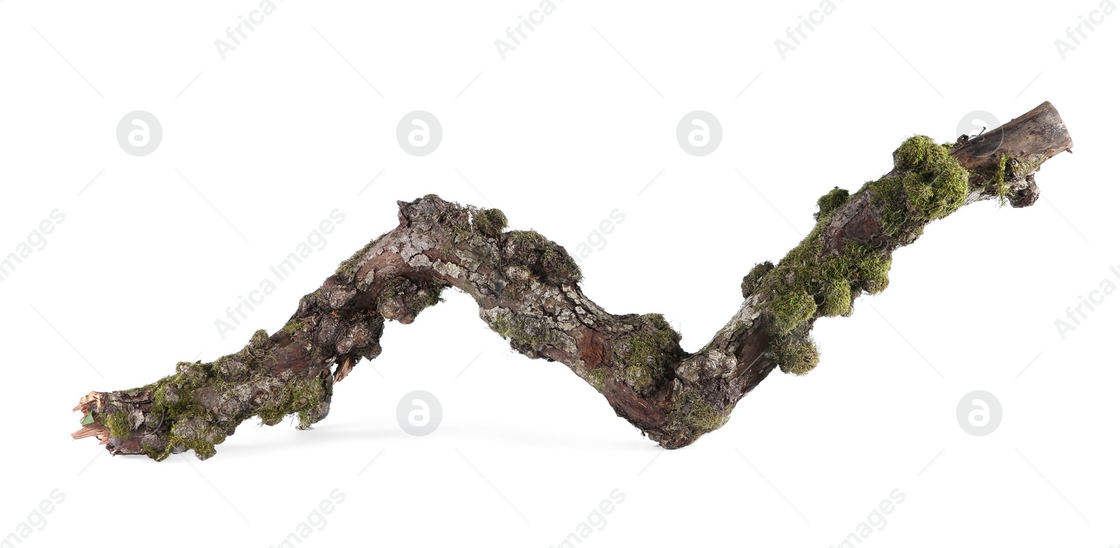 Photo of Dry tree branch with moss isolated on white