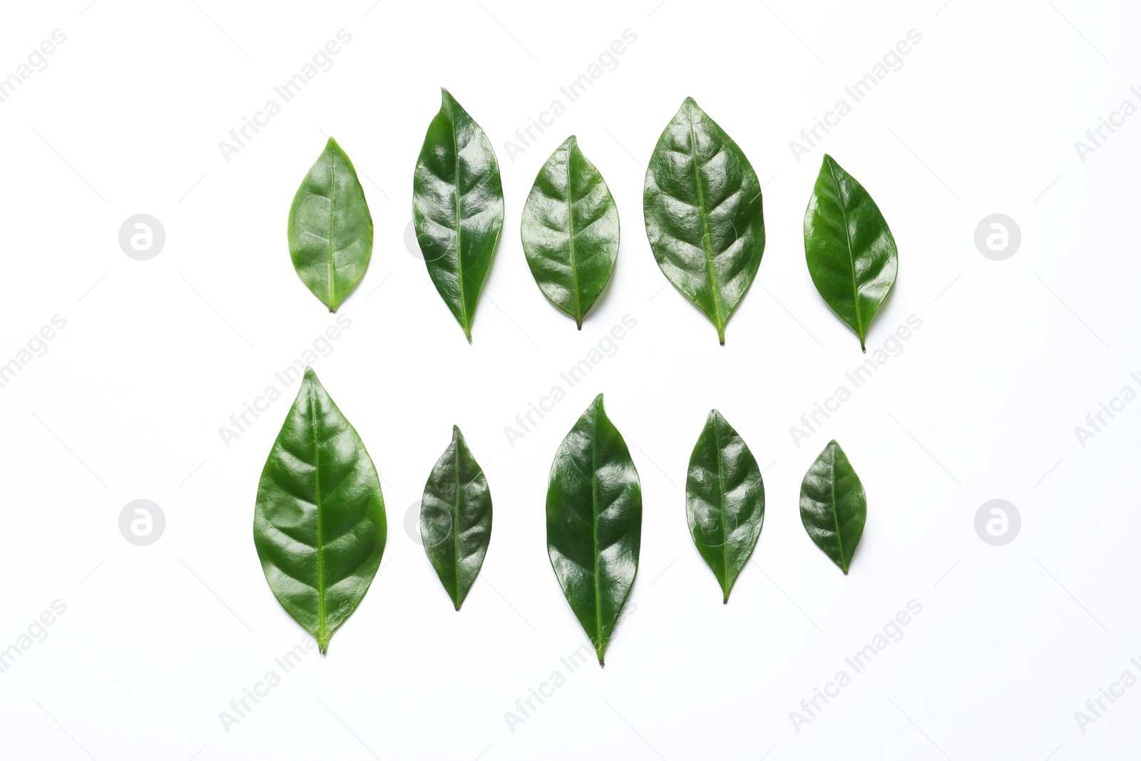 Photo of Fresh green coffee leaves on white background, top view