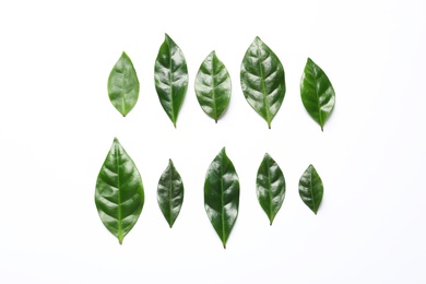 Photo of Fresh green coffee leaves on white background, top view