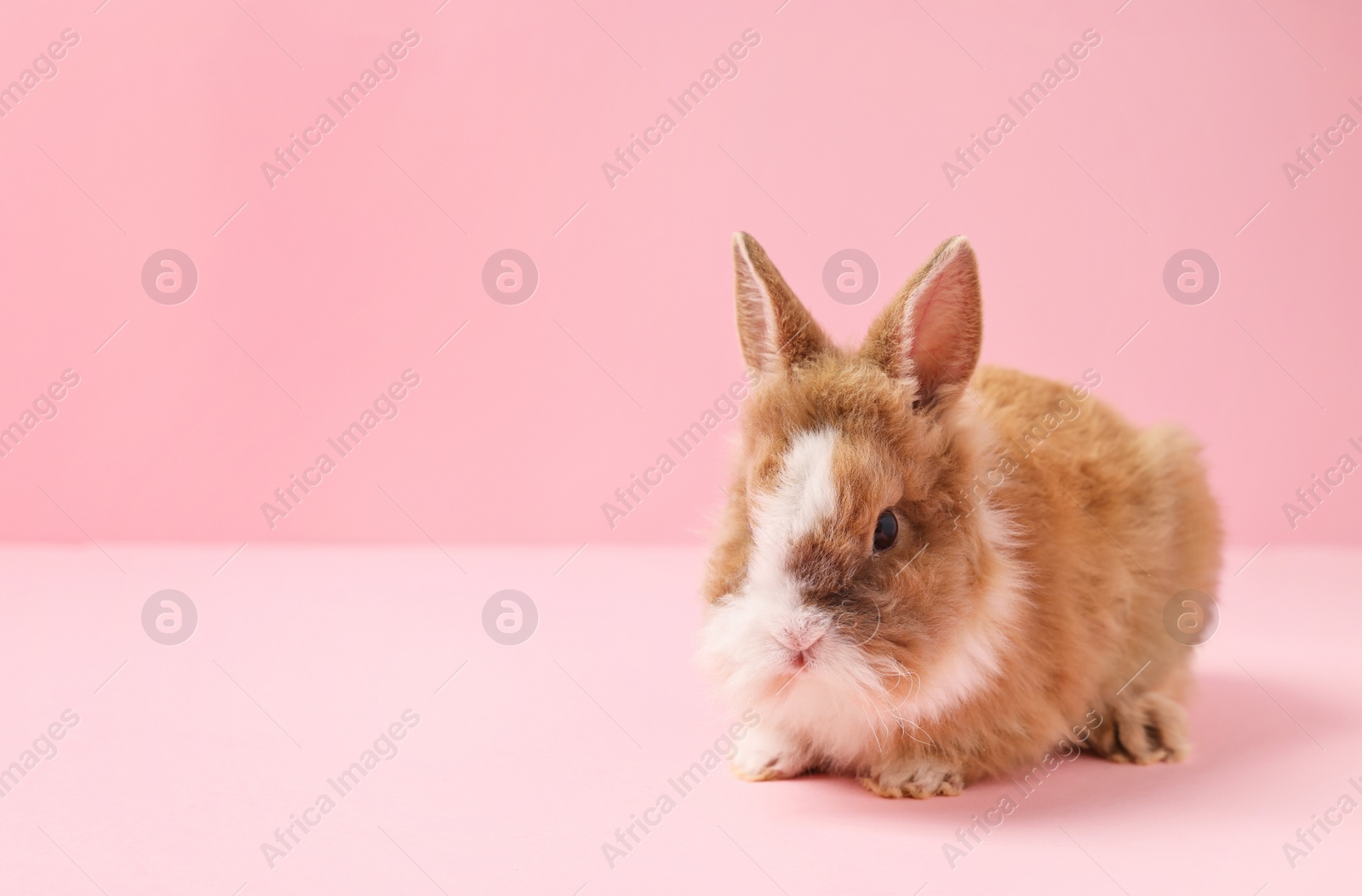 Photo of Cute little rabbit on pink background, space for text. Adorable pet