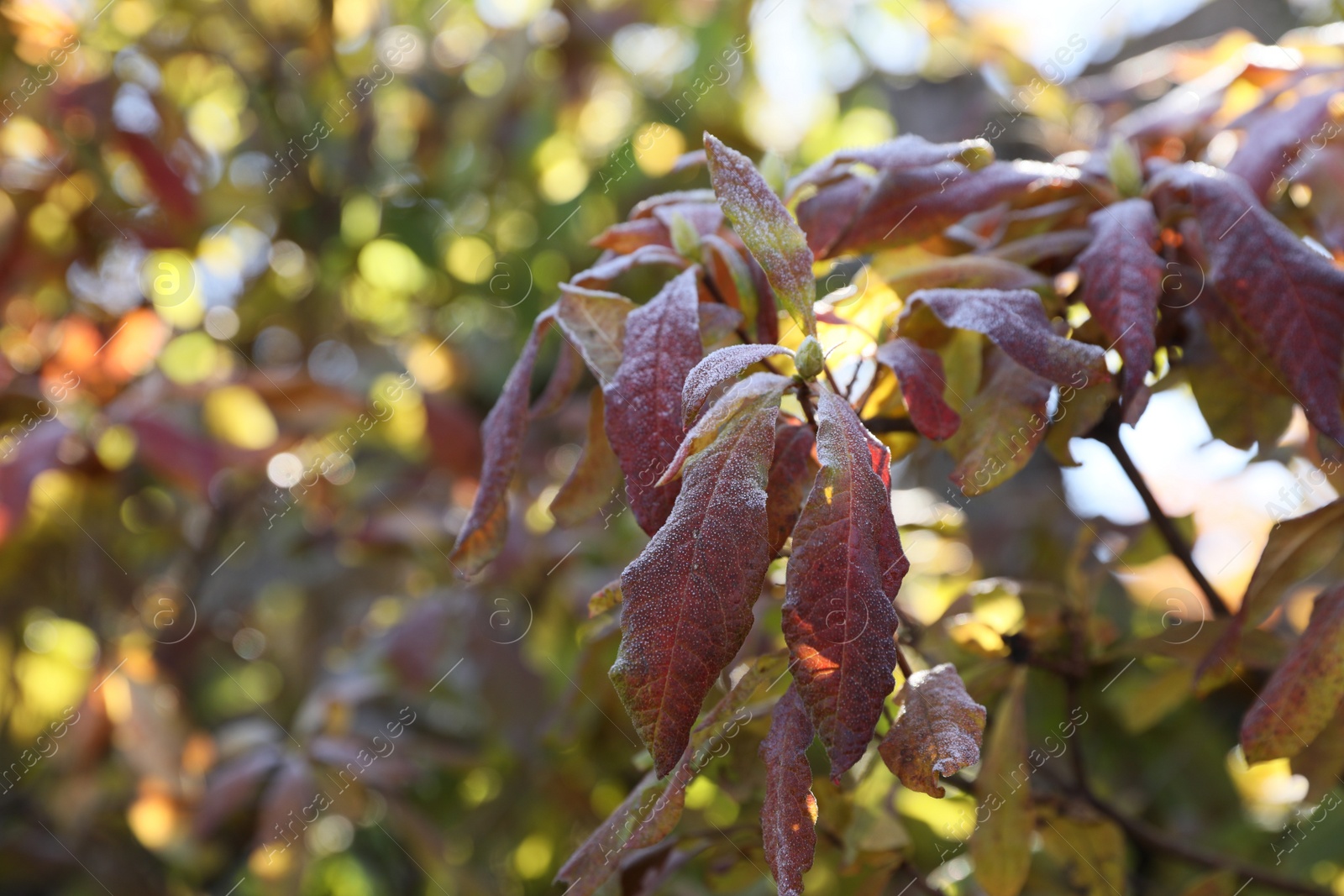 Photo of Beautiful autumn leaves covered with frost outdoors. Space for text