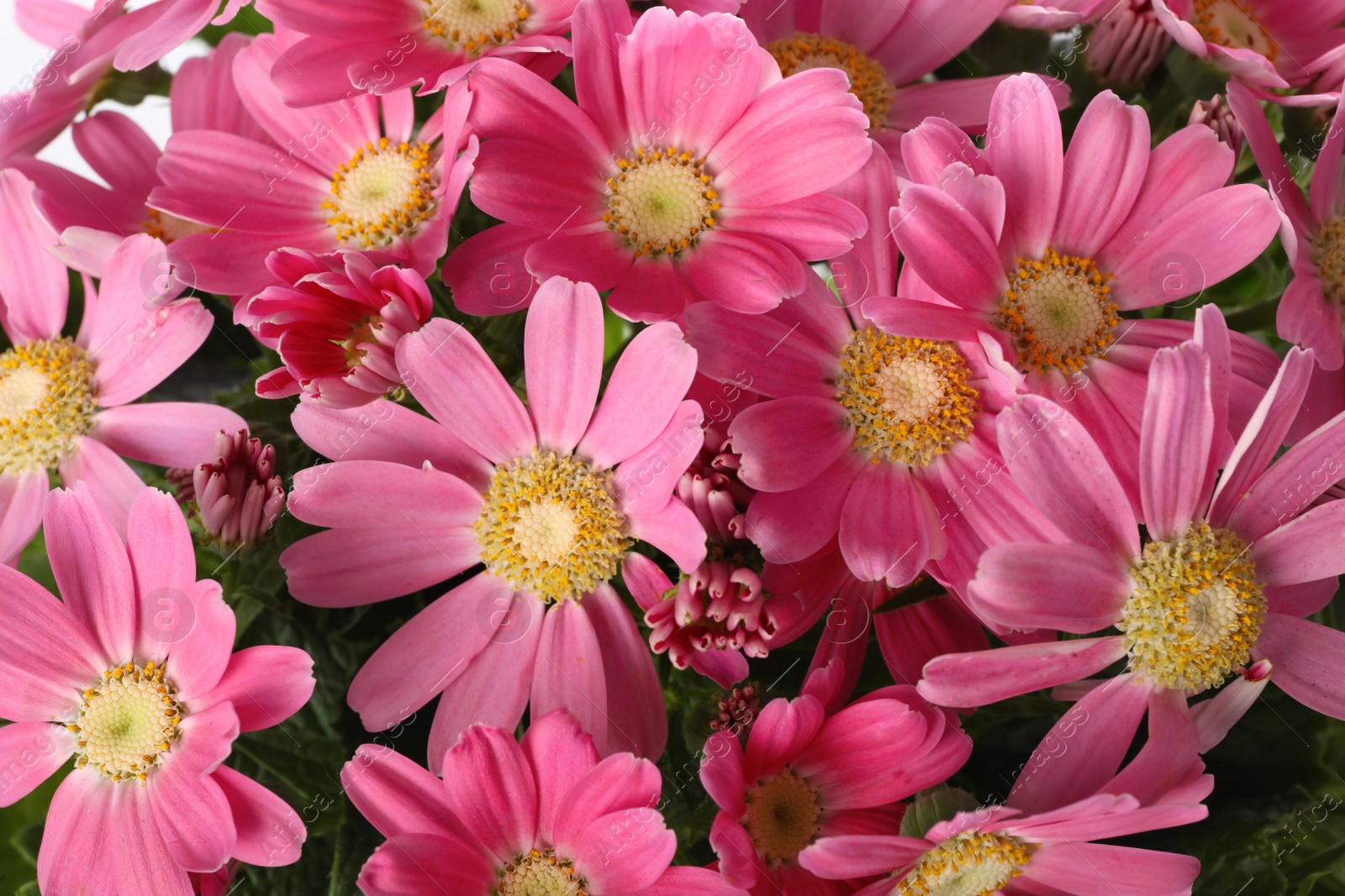 Photo of Beautiful pink cineraria flowers as background, closeup