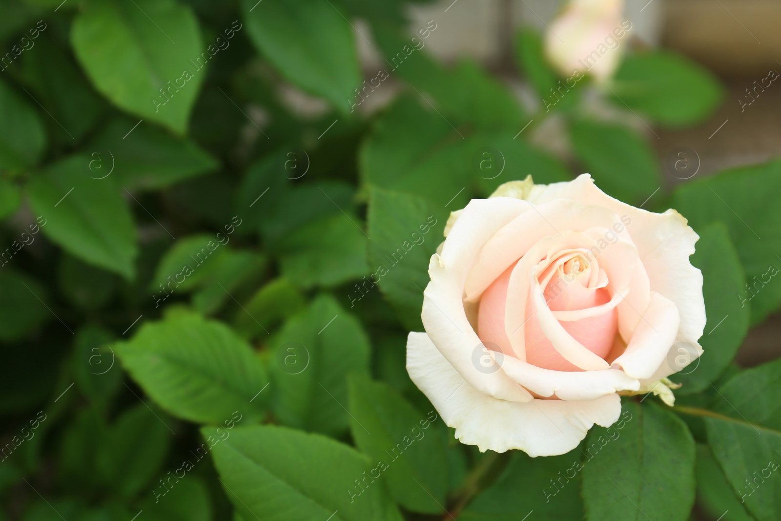 Photo of Beautiful blooming rose in garden on summer day. Space for text