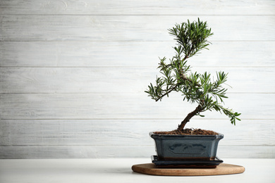 Photo of Japanese bonsai plant on white wooden table, space for text. Creating zen atmosphere at home
