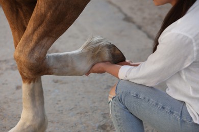Photo of Woman examining horse leg outdoors, closeup. Pet care