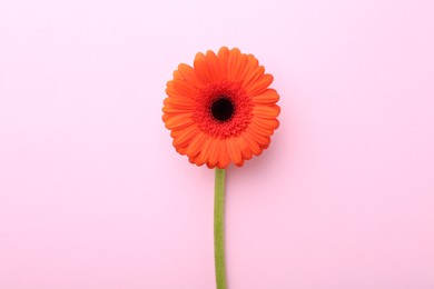 Photo of Beautiful orange gerbera flower on pink background, top view