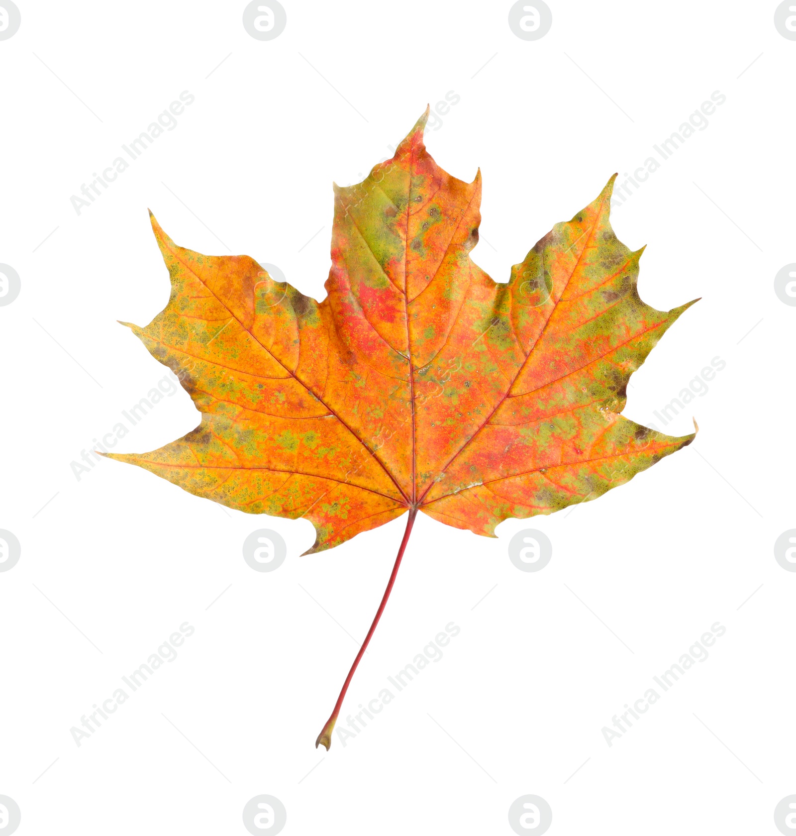 Photo of One maple leaf isolated on white. Autumn season