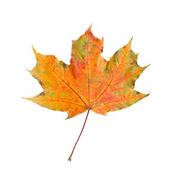 One maple leaf isolated on white. Autumn season