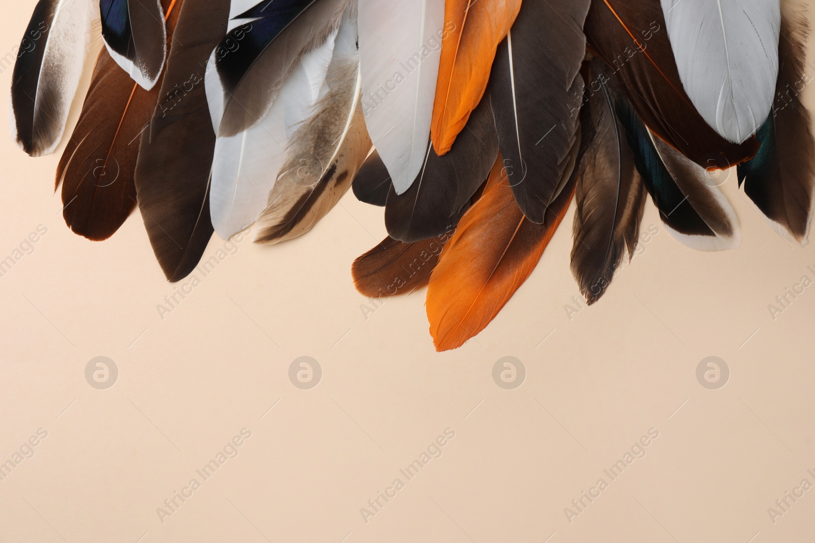 Photo of Many different bird feathers on beige background, flat lay. Space for text