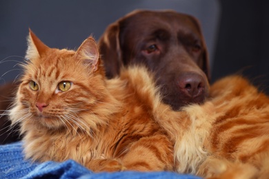 Photo of Cute cat and dog on blue plaid at home. Warm and cozy winter