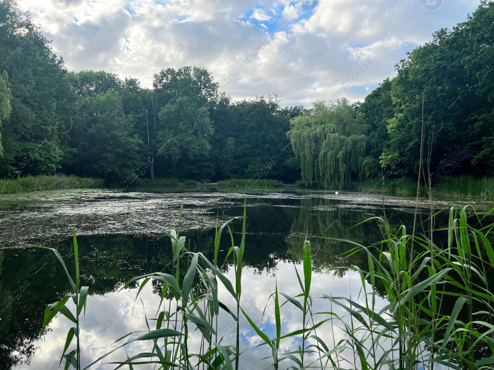 Photo of Picturesque view of green park with lake on cloudy day