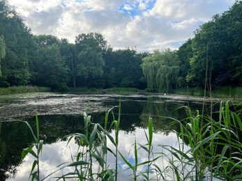 Picturesque view of green park with lake on cloudy day