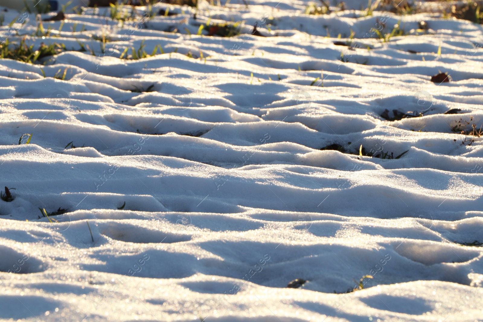 Photo of Beautiful green grass growing through snow. First spring plant