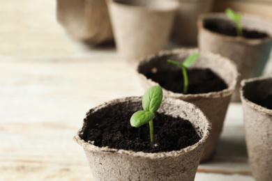 Young seedling in peat pot on white table