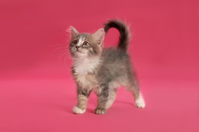 Photo of Cute fluffy kitten on pink background. Baby animal