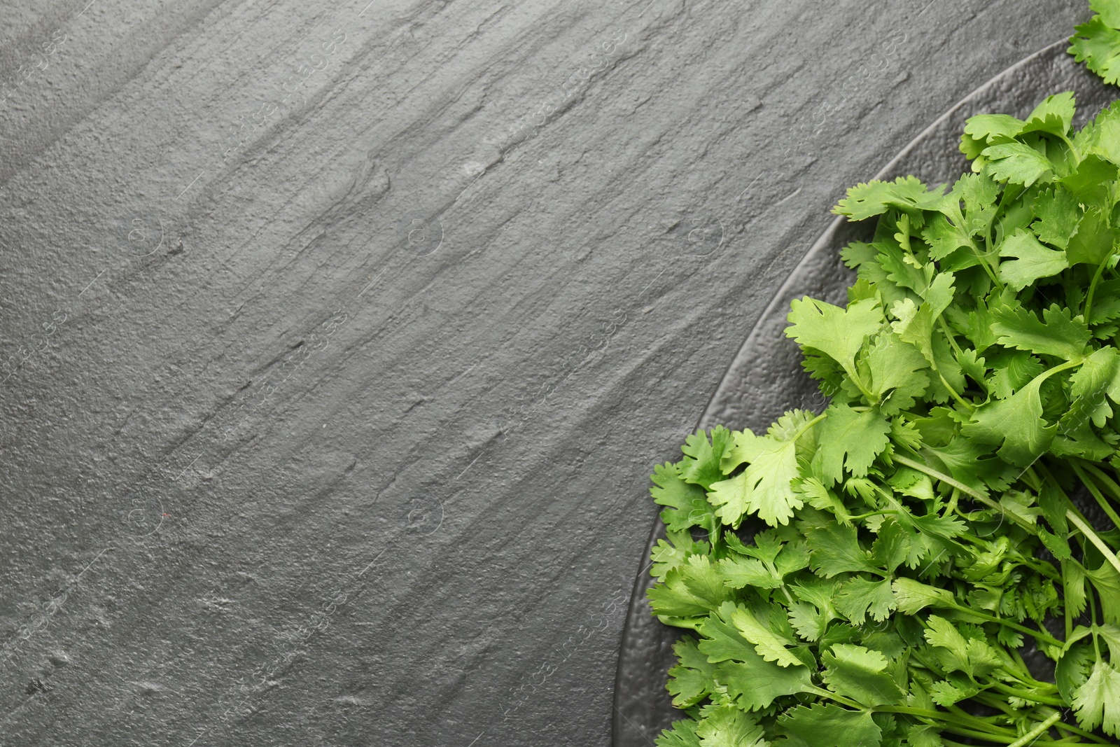 Photo of Fresh coriander on dark gray textured table, top view. Space for text