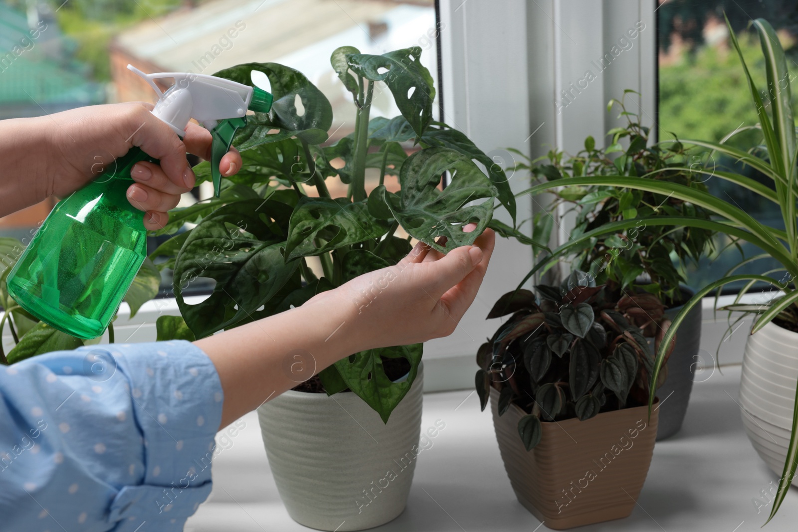 Photo of Woman spraying beautiful houseplants near window at home, closeup