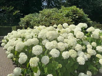 Photo of Beautiful hydrangea shrub with white flowers outdoors