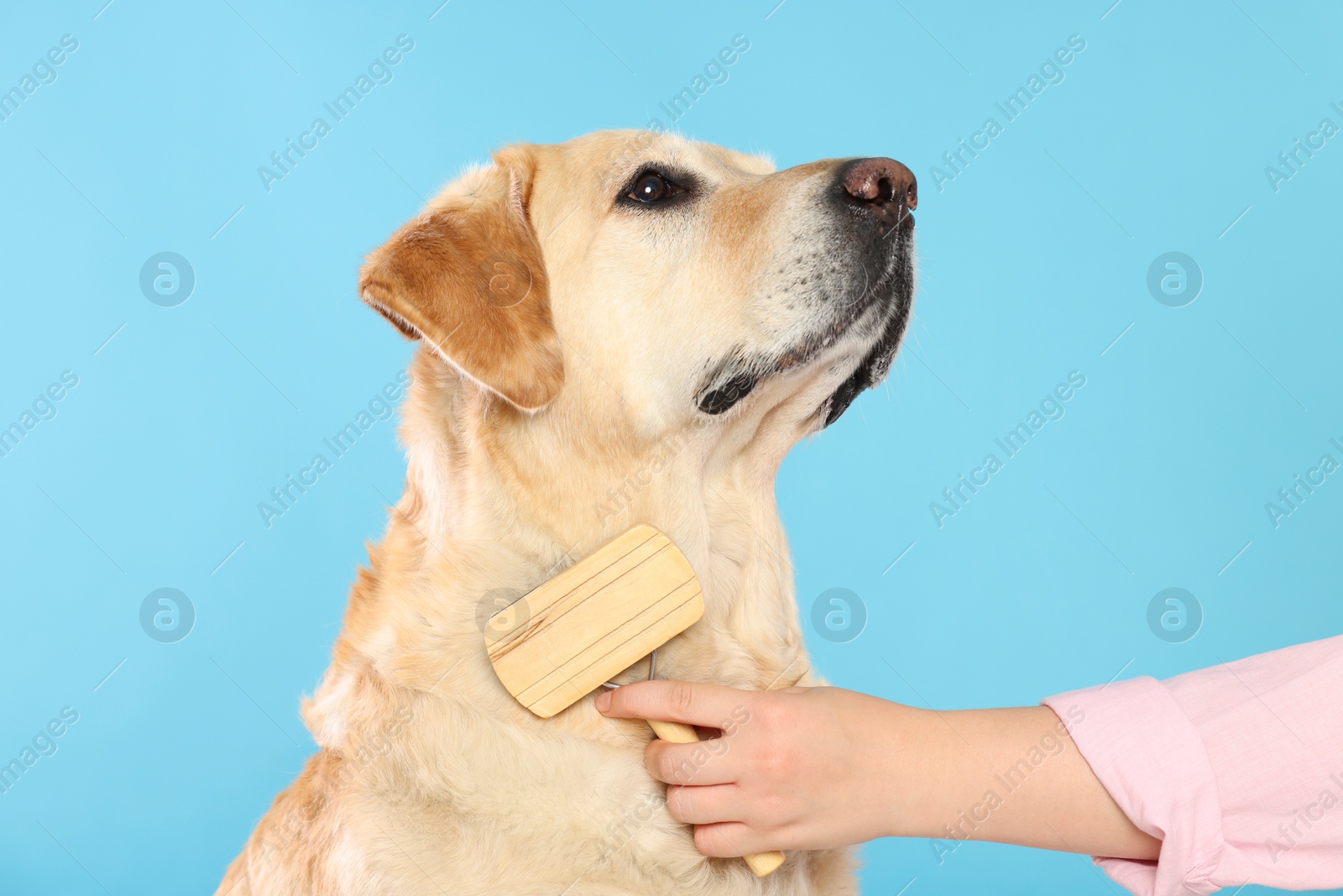 Photo of Woman brushing cute Labrador Retriever dog on light blue background, closeup