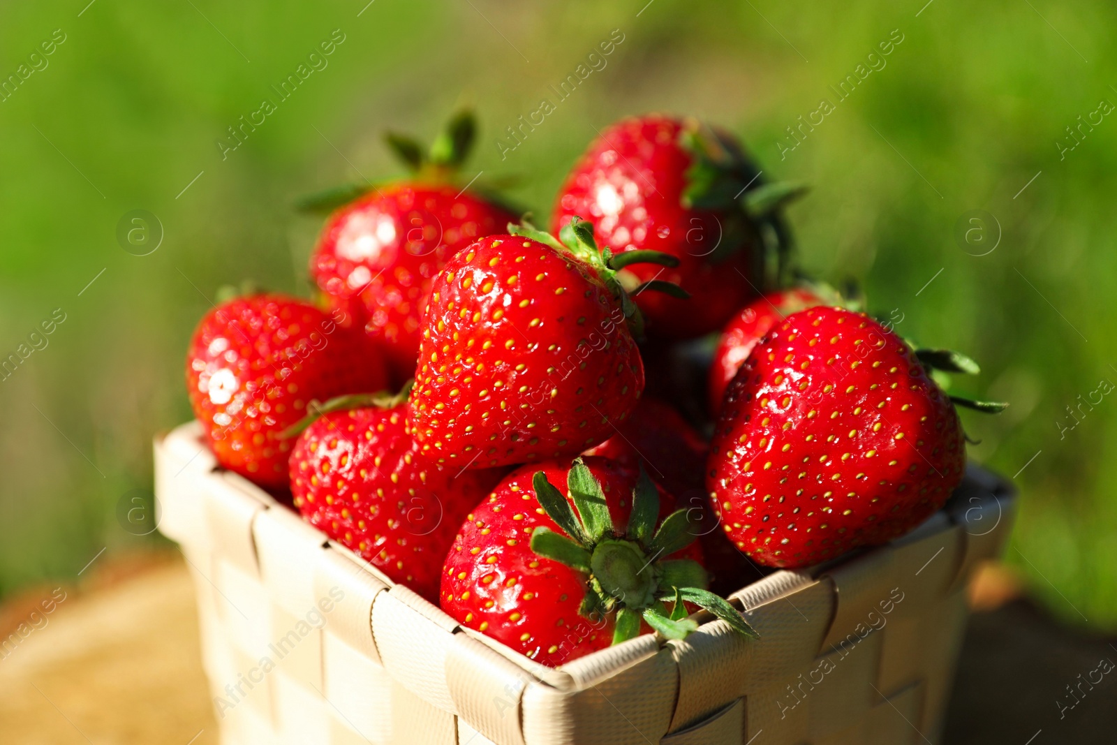 Photo of Basket of ripe strawberries outdoors on sunny day, closeup