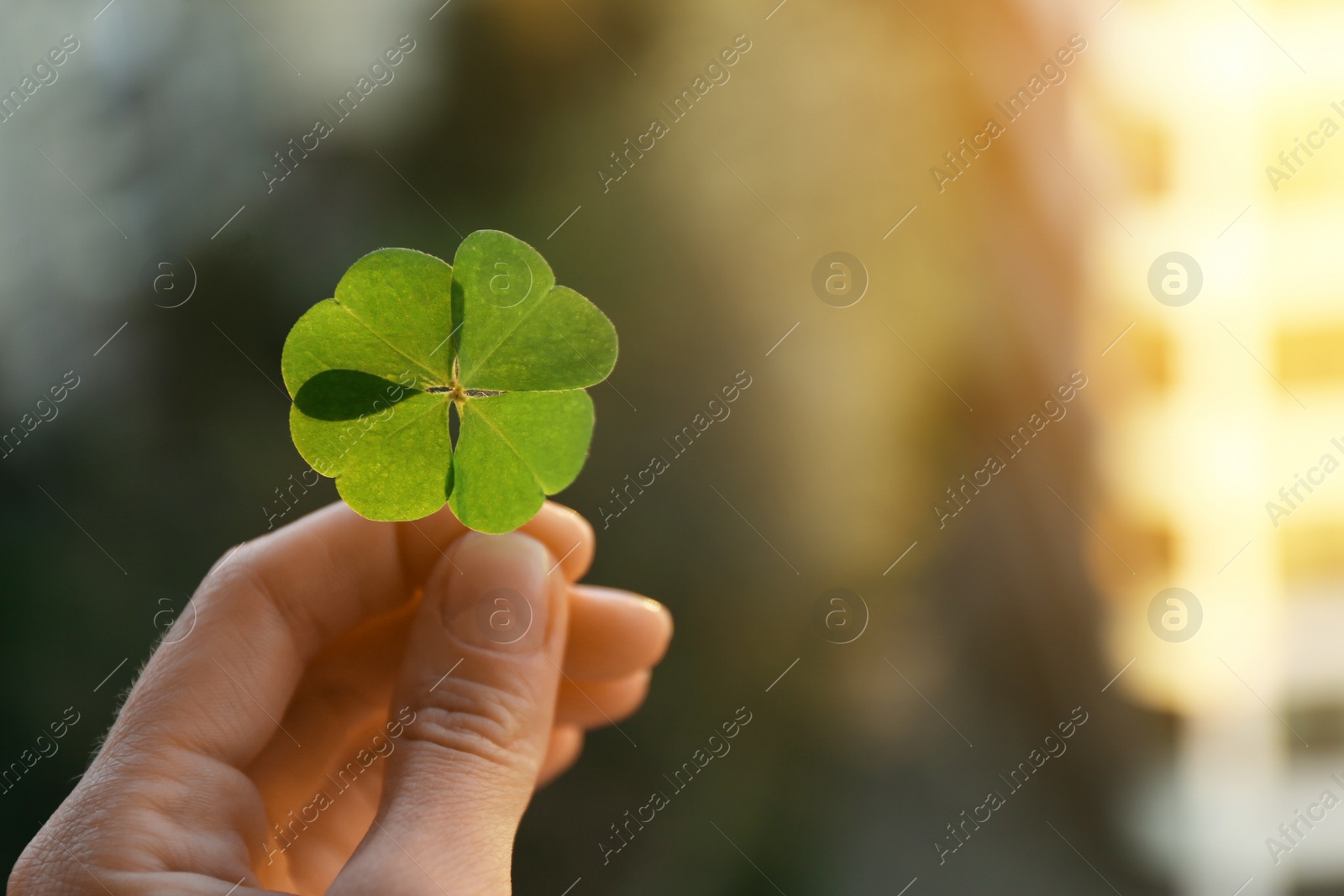 Photo of Woman holding beautiful green four leaf clover on blurred background, closeup. Space for text