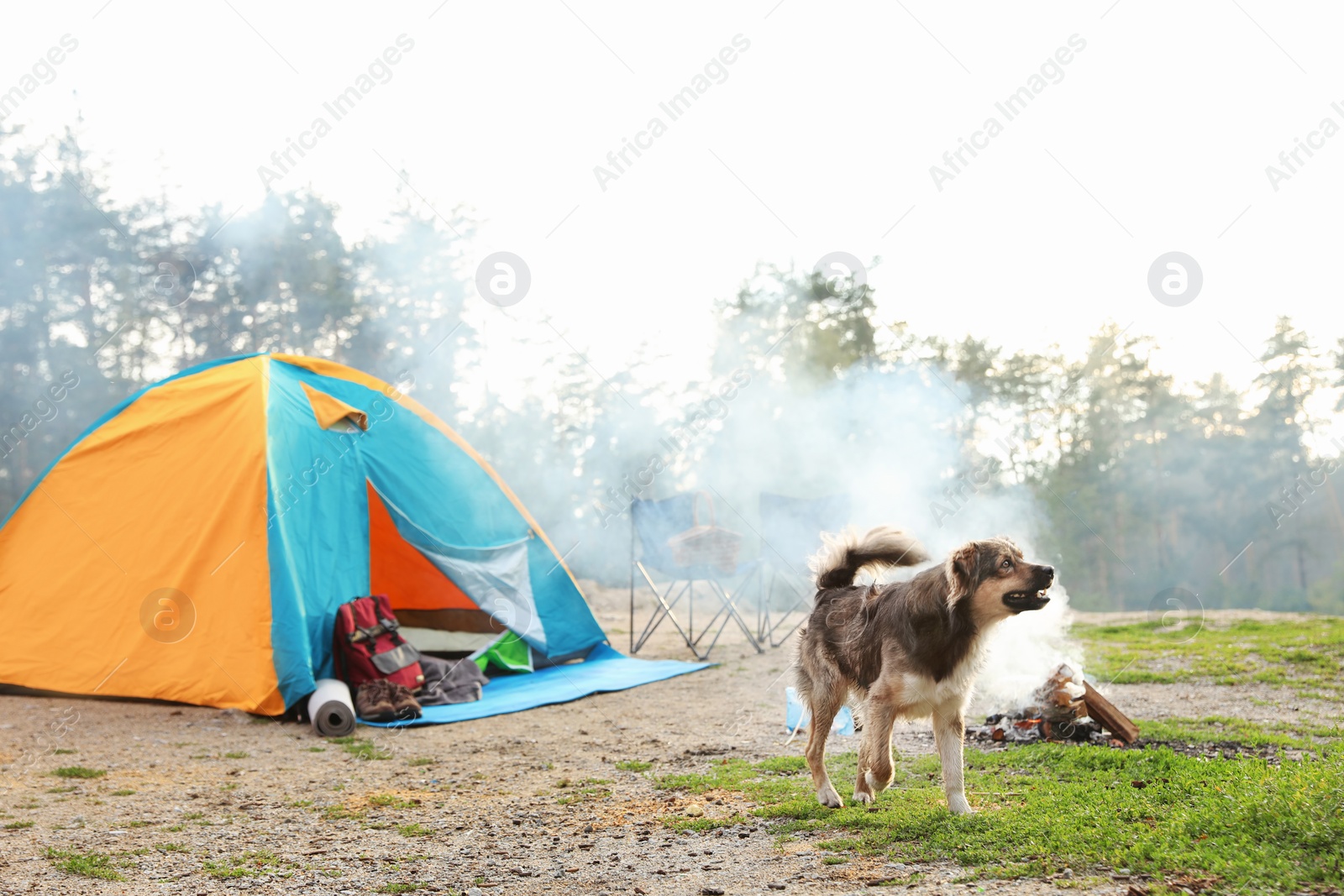 Photo of Cute dog near camping tent in wilderness