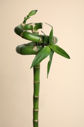 Photo of Beautiful fresh bamboo stem on beige background