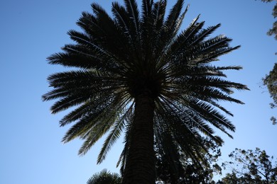 Photo of Beautiful palm tree against blue sky, low angle view