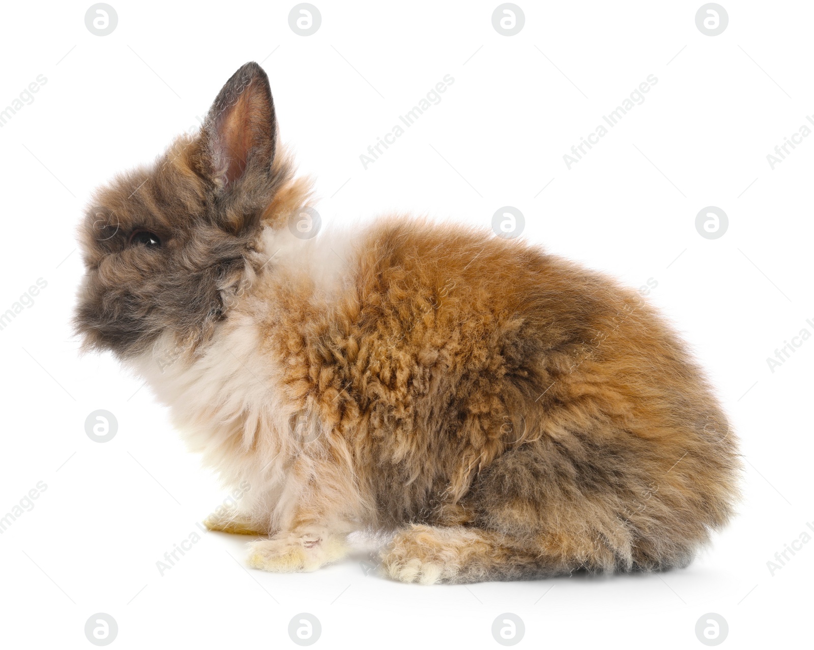 Photo of Cute little rabbit on white background. Adorable pet