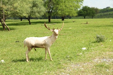 Photo of Beautiful white deer in safari park outdoors