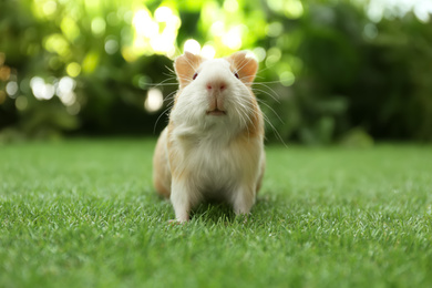 Photo of Cute guinea pig on green grass in park