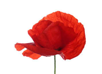 Photo of Beautiful red poppy flower isolated on white